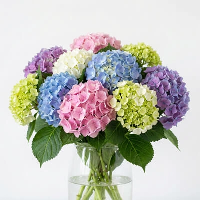 9. Hydrangeas